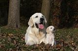 GOLDEN RETRIEVER 824